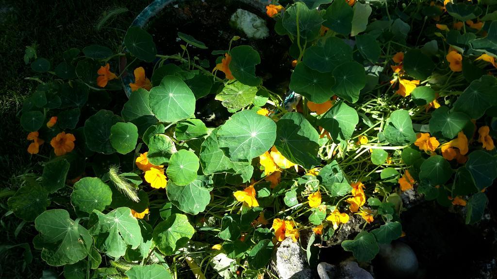 Casa Di Campagna Dal Pozzo Sorso Szoba fotó